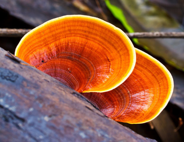Reishi Pliz in der Natur