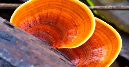 Reishi – der Pilz der Unsterblichkeit