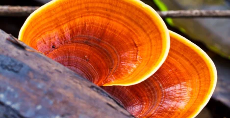 Reishi Pliz in der Natur