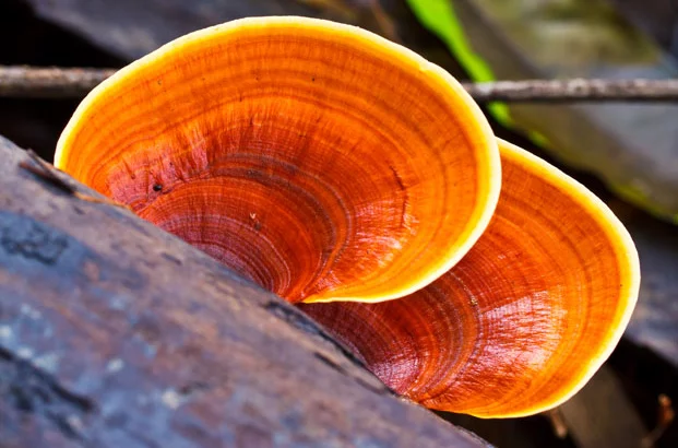 Reishi Pliz in der Natur