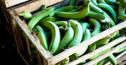 Grünes Bananenmehl – Das Superfood der modernen Ernährung