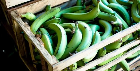 eine Kiste voller Bananen!