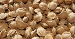 Aprikosenkerne für ein langes und gesundes Leben