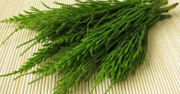 Ackerschachtelhalm – Alles über Wirkung, Einnahme und gesundheitliche Vorteile