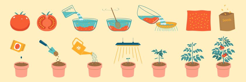 Uzgojiti svoju rajčicu na balkonu mogućeje i sjemena. 