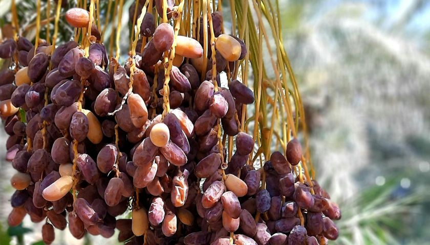 Plodove datulja daju ženska stabla.