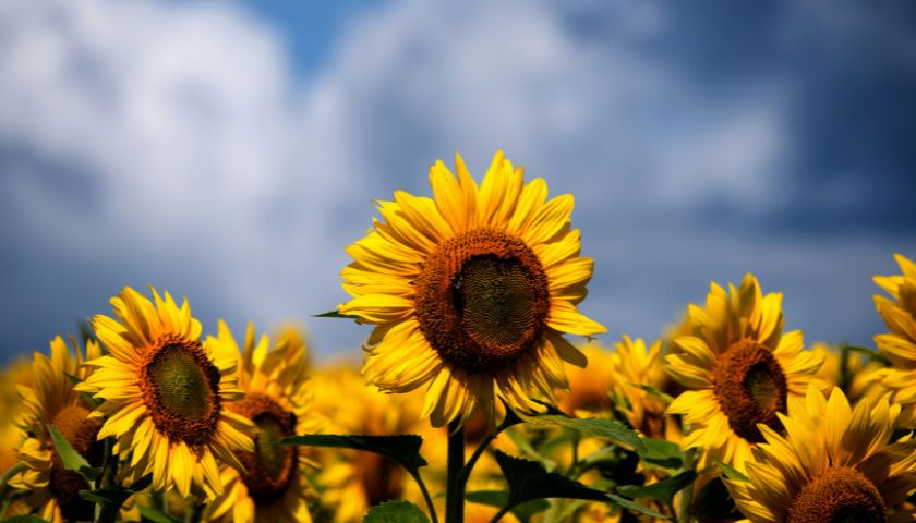 Osim što atrakivno izgledaju suncokreti su vrlo važna kultura.