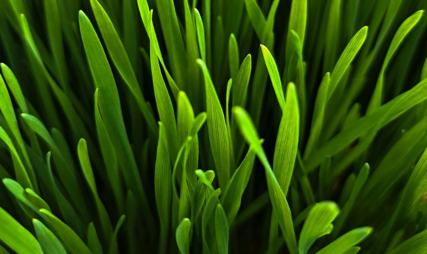 Pšenična trava jedan je od najbolih izbora koja možete napraviti za vlastiti organizam. 