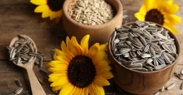 Sonnenblumenkerne – Die große Kraft der kleinen Samen