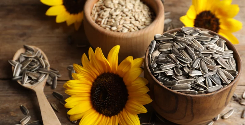 Sonnenblumenkerne und Sonnenblumenblüte