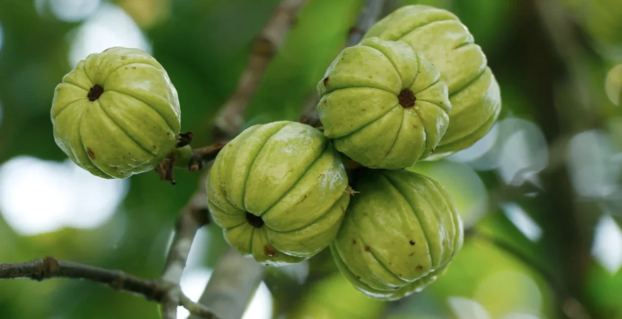 Garcinia Cambogia – die natürliche Unterstützung für eine schlanke Linie