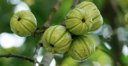 Garcinia Cambogia – die natürliche Unterstützung für eine schlanke Linie