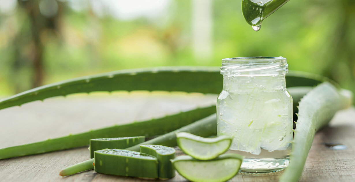 Aloe Vera in der Natur
