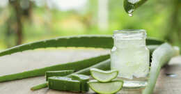 Aloe Vera in der Natur