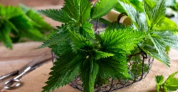 Die Kraft der Brennnessel – Traditionelle Pflanze mit vielseitiger Verwendung!