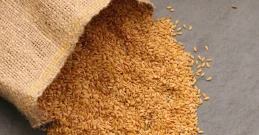 Goldene Leinsamen – die Gewinner unter den Superfoods!