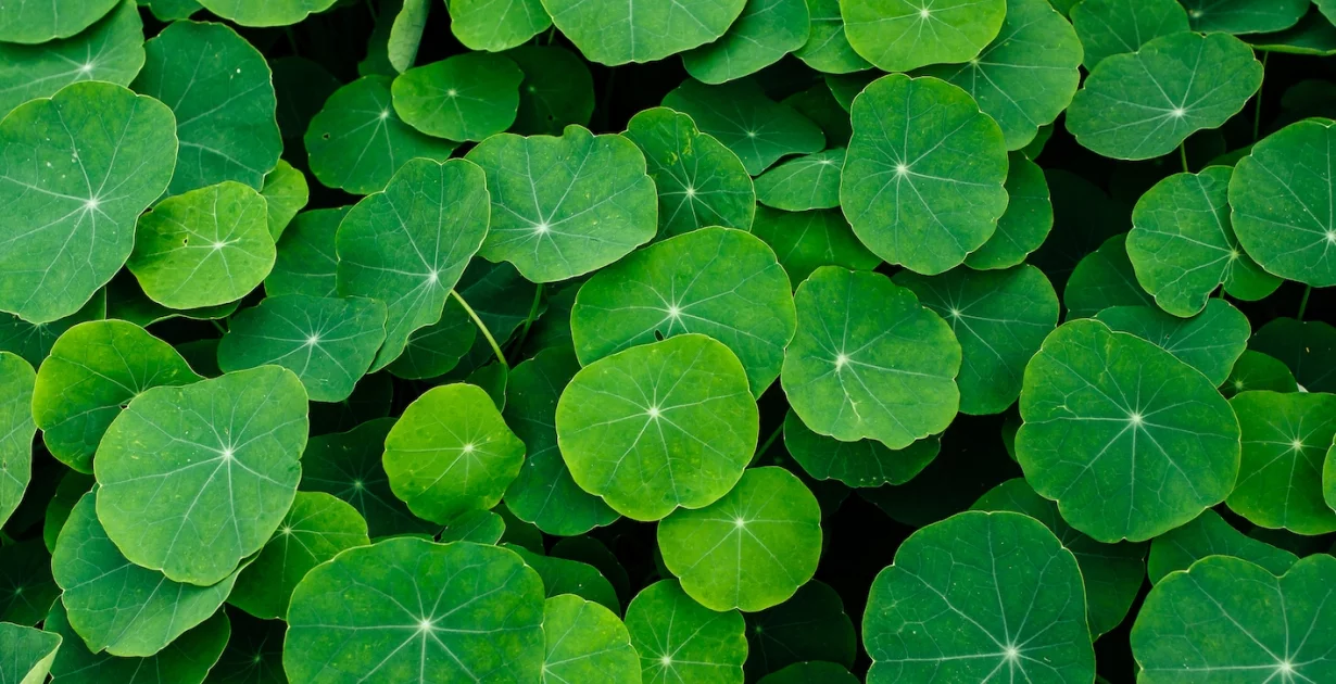 Brahmi Pflanze