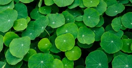 Brahmi – das ayurvedische Heilpflanze für geistige Klarheit und Konzentration