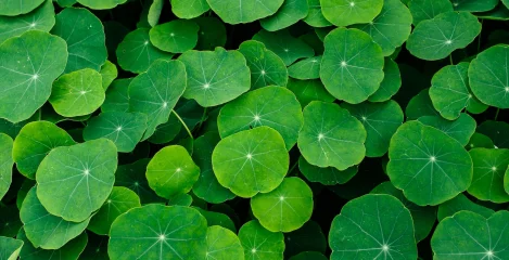 Brahmi Pflanze