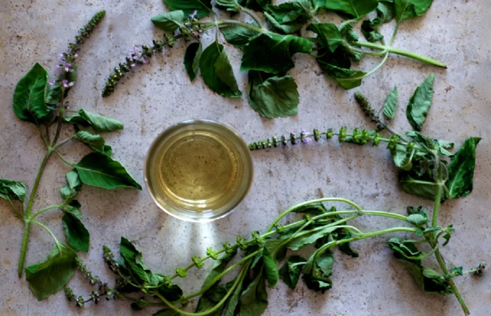 Tulsi Tee & Pulver – harmonisierende Kräuter für Körper und Geist