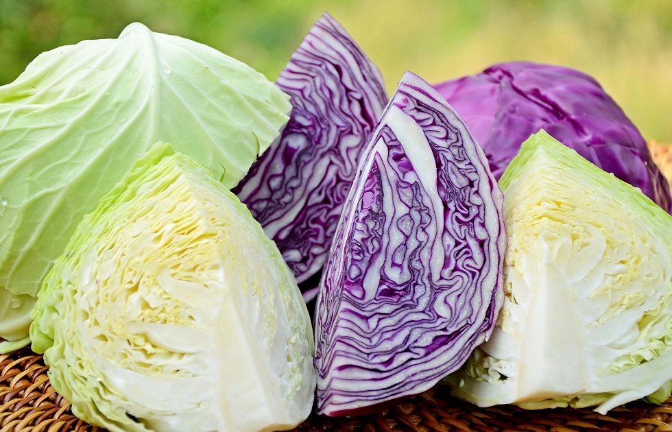Rotkohl und Grünkohl