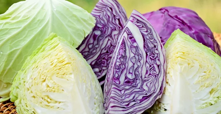 Rotkohl und Grünkohl