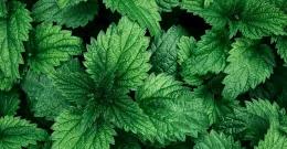 Mit nur einem Löffel – Brennnesselpulver für mehr Balance & Energie