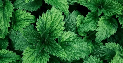 Brennnessel Blatt