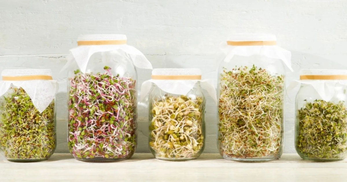 Sprossen – Was macht sie so kraftvoll und gesund?