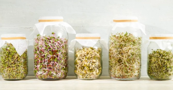 Sprossen – Was macht sie so kraftvoll und gesund?
