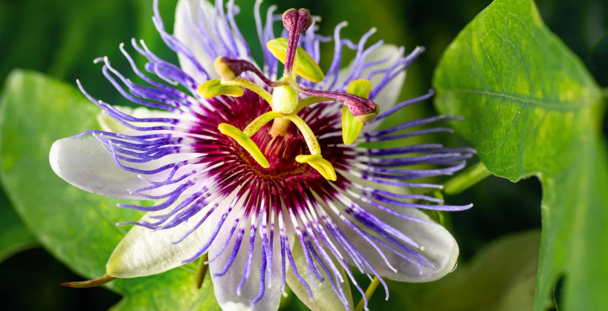 Passionsblume in der Natur