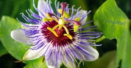 Passionsblume zur Beruhigung – Anwendung, Dosierung und mögliche Nebenwirkungen