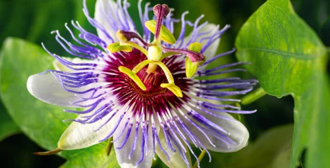 Passionsblume in der Natur
