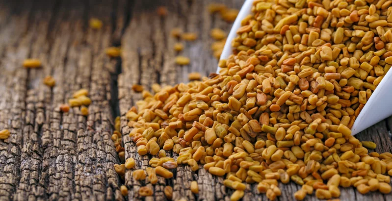 Bockshornklee auf Holzsockel