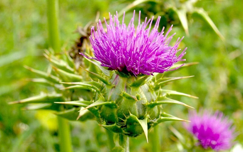 Mariendistel