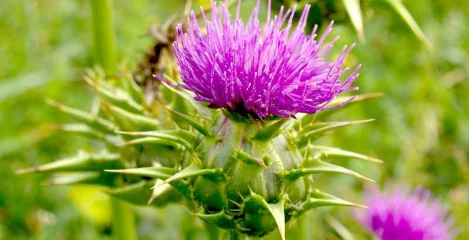 Mariendistel