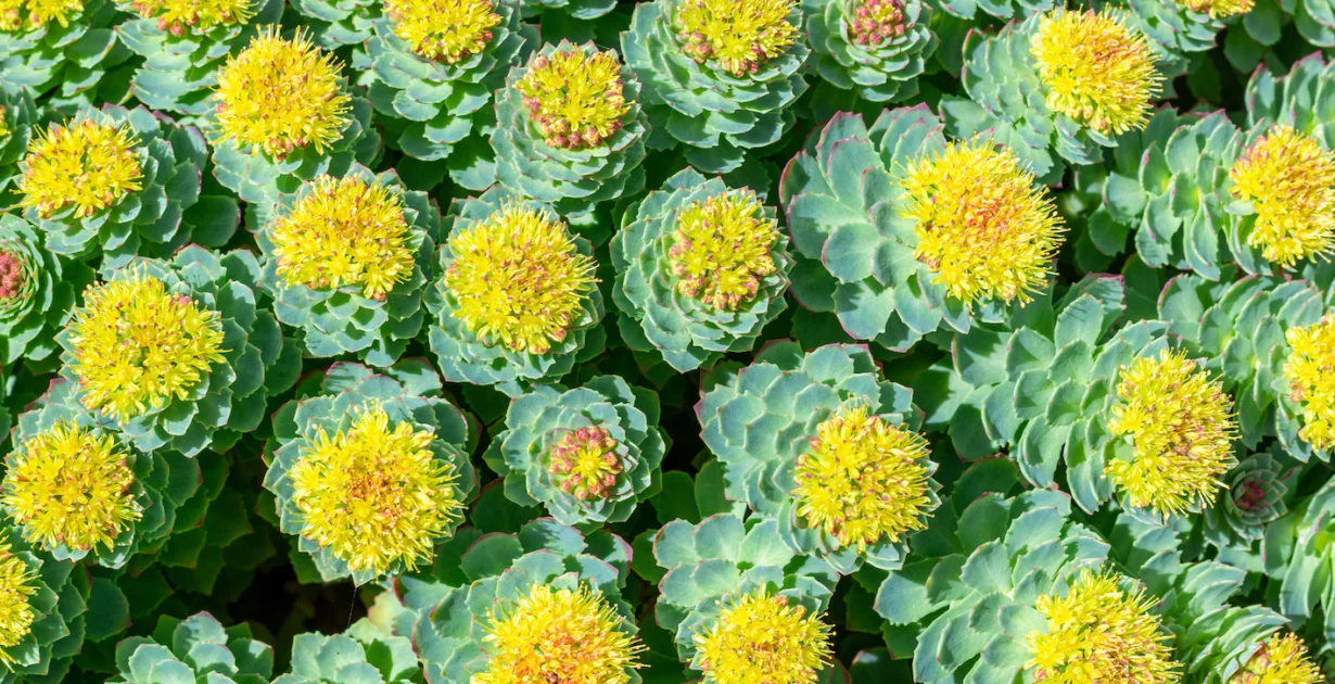 Rhodiola