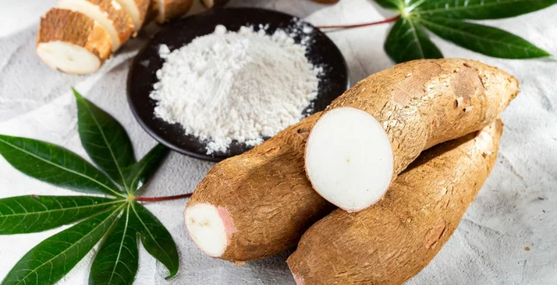 Maniok, Tapioka & Cassava