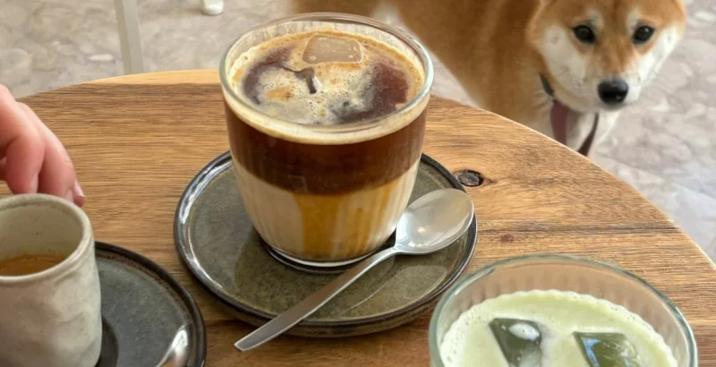 Hojicha vs. Matcha – Warum alle über diesen japanischen Tee sprechen?