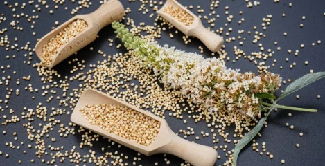Quinoa